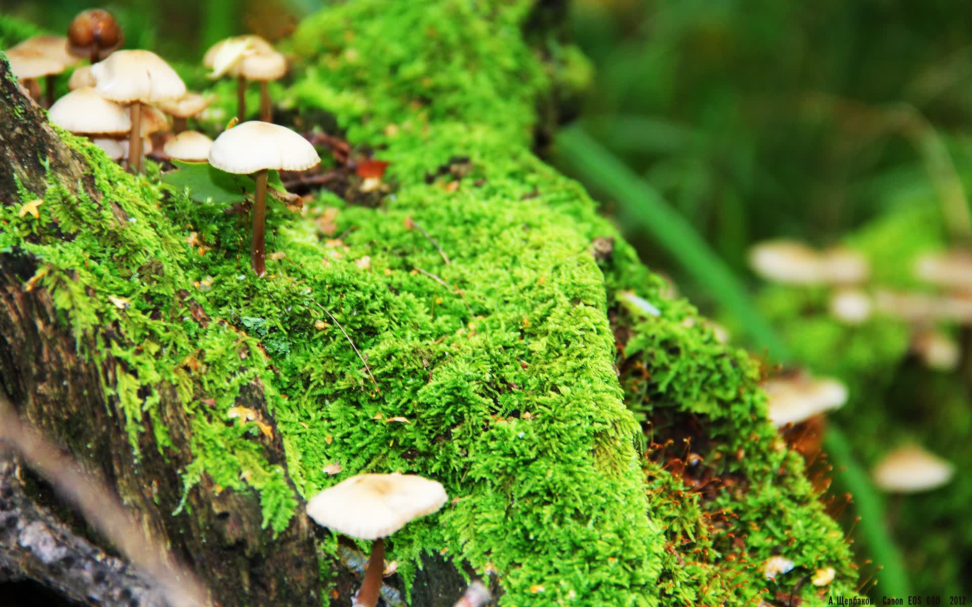 世界举重青年联赛选手心理健康专栏上线,世界举重协会